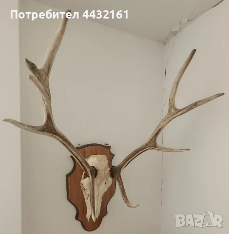 трофей череп с рога, снимка 3 - Други - 51100089