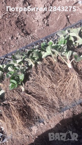 продавам разсад ягоди, снимка 5 - Сортови семена и луковици - 40307913