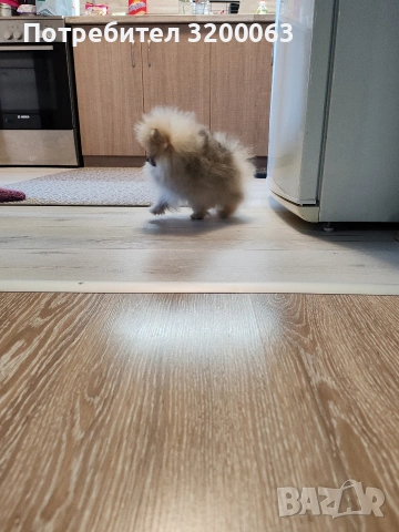 Померан мини померан , снимка 6 - Померан - 53054110