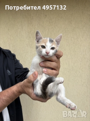 Котенца на 2 месеца, снимка 5 - Други - 56185958