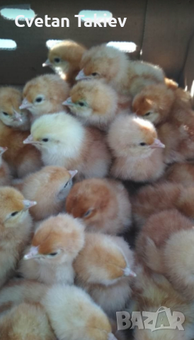 Пилета носачки, Ломан Браун, Ломан Браун ЛСЛ и Иса Браун , снимка 2 - Кокошки и пуйки - 39499483