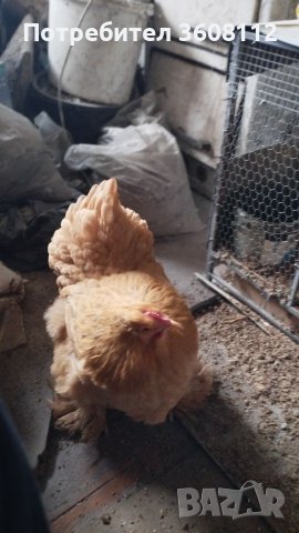 Продавам оплодени яйца , снимка 4 - Кокошки и пуйки - 39593851