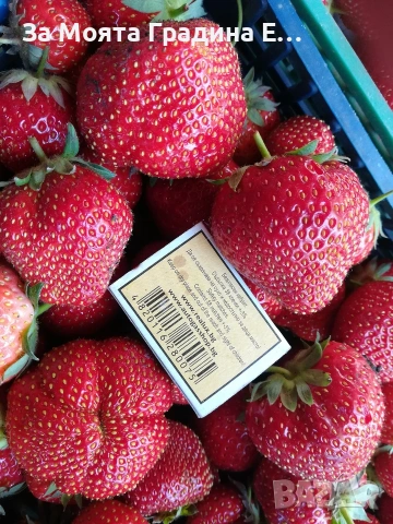 Ягода - Мадам Муто, снимка 4 - Разсади - 53623813