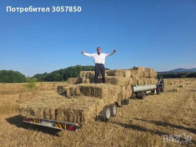 бали сено и люцерна 