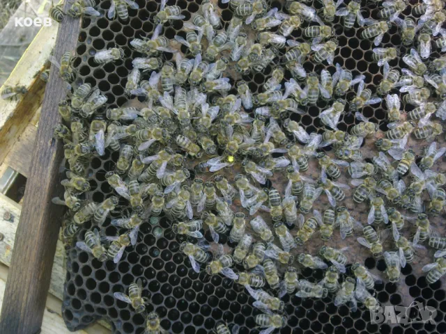 Пчелни майки, отводки и кошери по програмите 2026, снимка 10 - Други - 48152487