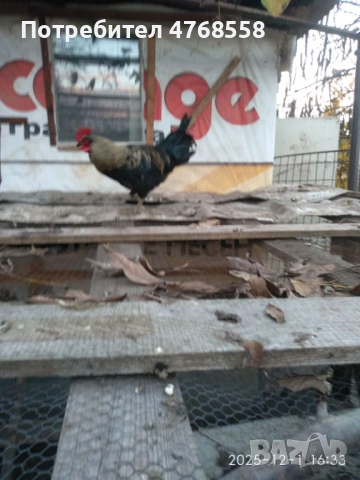 продавам петли