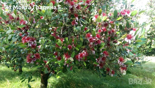 Суринамска череша , снимка 3 - Градински цветя и растения - 53623272