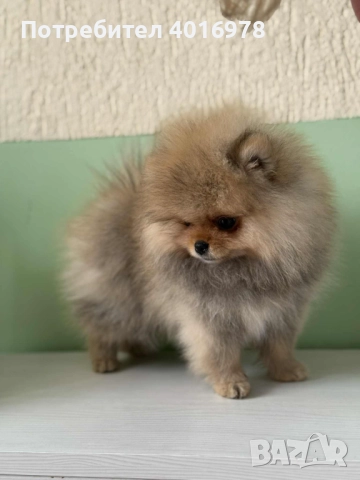 Померан момиче с Родословие , снимка 2 - Померан - 45891499