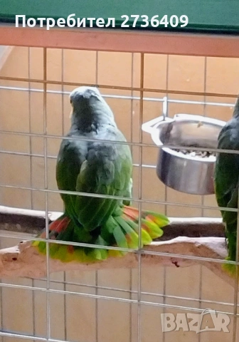 Двойка оранжевокрили амазони , снимка 2 - Папагали - 53307503