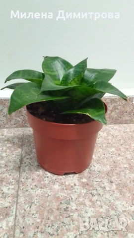 Сансевиера 2 вида / Sansevieria Hahnii/Sansevieria trifasciata  , снимка 6 - Стайни растения - 50819879