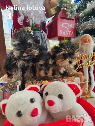 мини йоркширски териер, снимка 5 - Йоркширски териер - 52857178