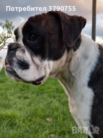 боксер , снимка 4 - Боксер - 52767434