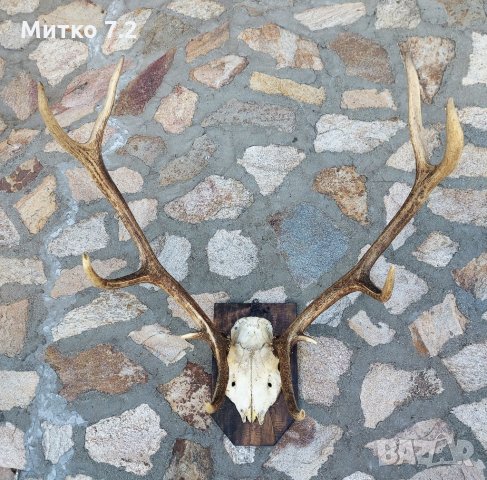 Трофей от  благороден елен , снимка 6 - Декорация за дома - 33881786