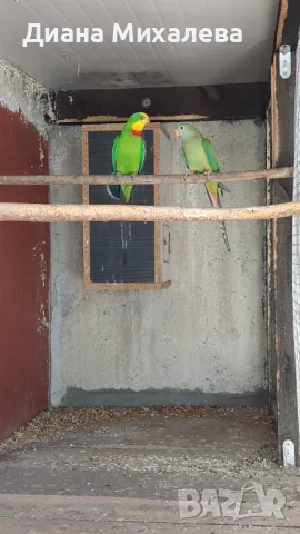 Барабанди, снимка 2 - Папагали - 50348887
