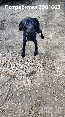 Продавам мъжко кученце на 6 месеца, снимка 7 - Курцхаар - 53474878