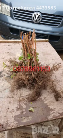 Разсад ягоди , снимка 11 - Разсади - 49982346