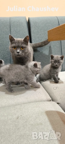 Британски късокосмести , снимка 2 - Британска късокосместа - 53130594