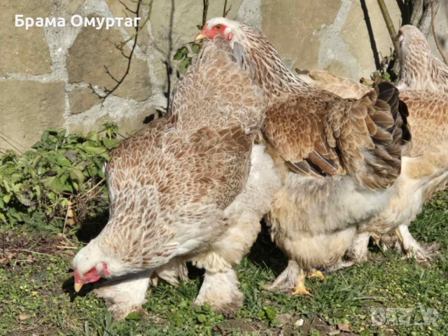 Продавам разплодни яйца от Сьомгова брама [Salmon Brahma], снимка 4 - Кокошки и пуйки - 53810719