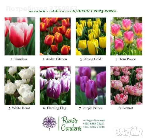 🩷🌿💞 Лале/Луковици