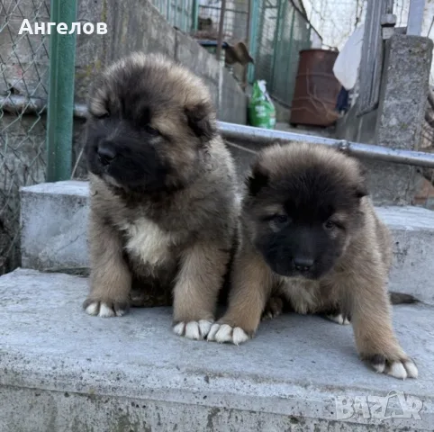 Кавказка овчарка, снимка 3 - Кавказка овчарка - 55933337