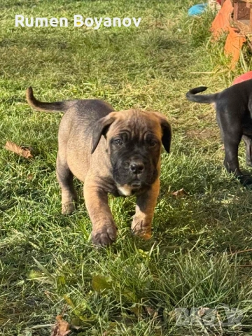 Кане Корсо , снимка 10 - Кане корсо - 52678102