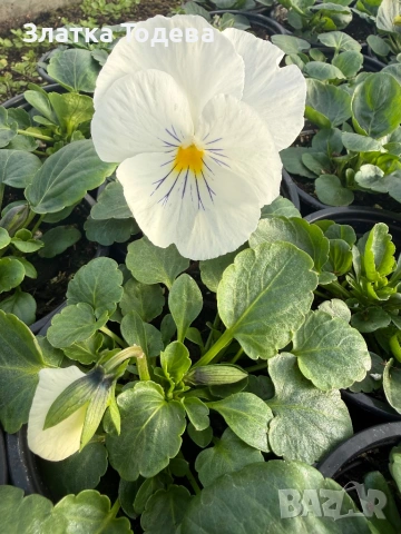 Едроцветна Теменужка , снимка 2 - Градински цветя и растения - 53052895