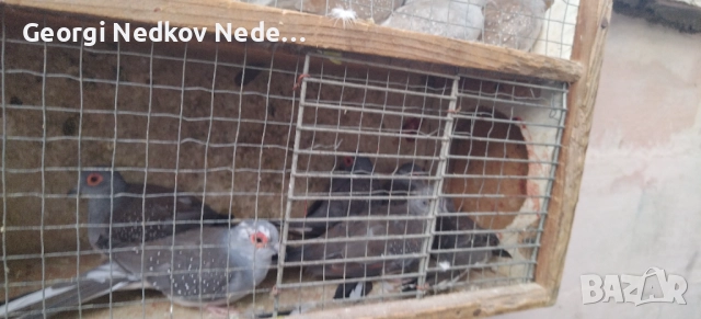 Продавам диамантени гугутки, снимка 2 - други­ - 52755830