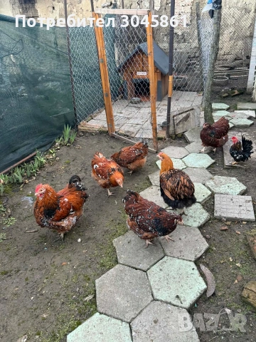 Орпингтон порцелан 