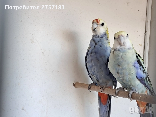 продавам чифт белоглава розела , снимка 4 - Папагали - 52809580