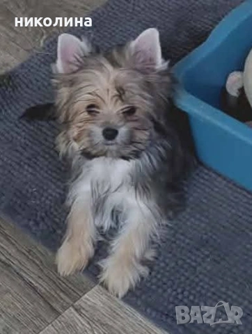 продавам йоркширски териер , снимка 11 - Йоркширски териер - 53471449