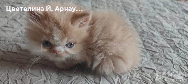 Персийски котета екстремал , снимка 5 - Персийска - 52430537
