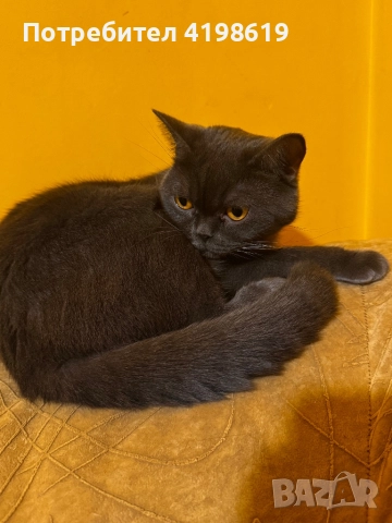  Цена по договаряне, снимка 3 - Други - 52425937