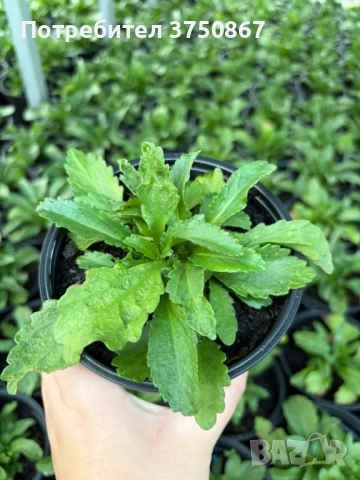 ❤️🤍❤️ МАРГАРИТА, ЕДРОЦВЕТНА, МНОГОГОДИШНА ❤️🤍❤️, снимка 2 - Градински цветя и растения - 52415032