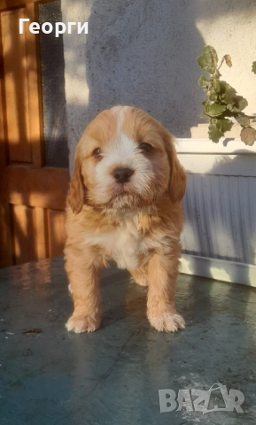 Кокер с Лагото- кученца, снимка 9 - Други - 53262436