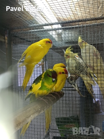 Коледна промоция на папагали , снимка 4 - Папагали - 52658143