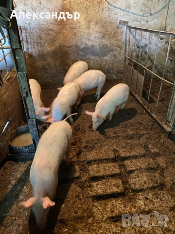 Продаваме малки прасенца, снимка 4 - Прасета - 53152625