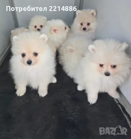 Померани   бяли , снимка 13 - Померан - 55774389