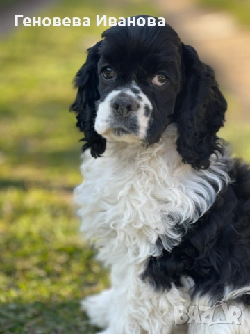 Американски кокер шпаньол-момче