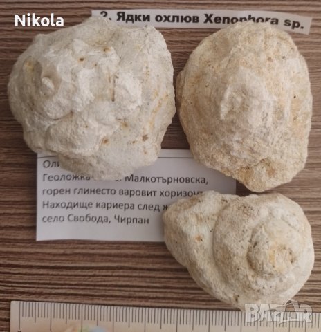 Фосили от България, снимка 1 - Други ценни предмети - 39153101