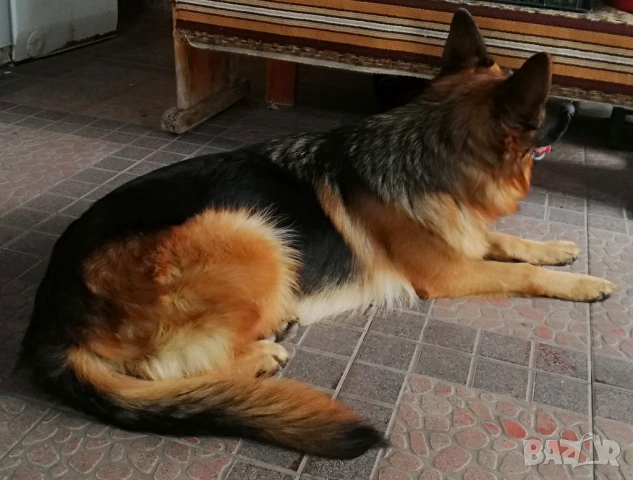 Женска немска овчарка с родословие , снимка 5 - Немска овчарка - 53051434