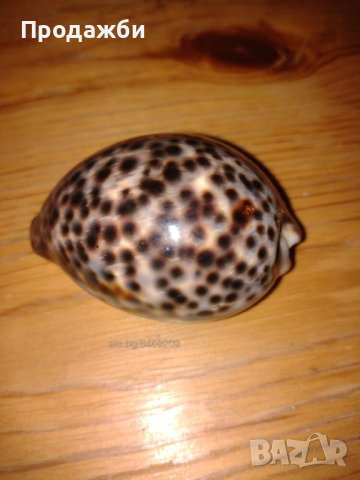 Красива раковина от южните морета, снимка 1