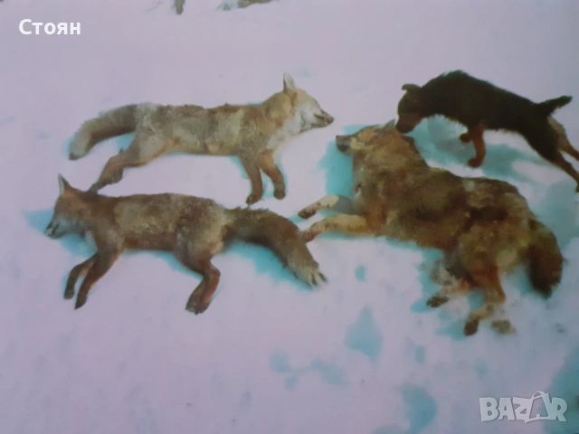 Ягдтериери, снимка 5 - Ягдтериер - 53523678