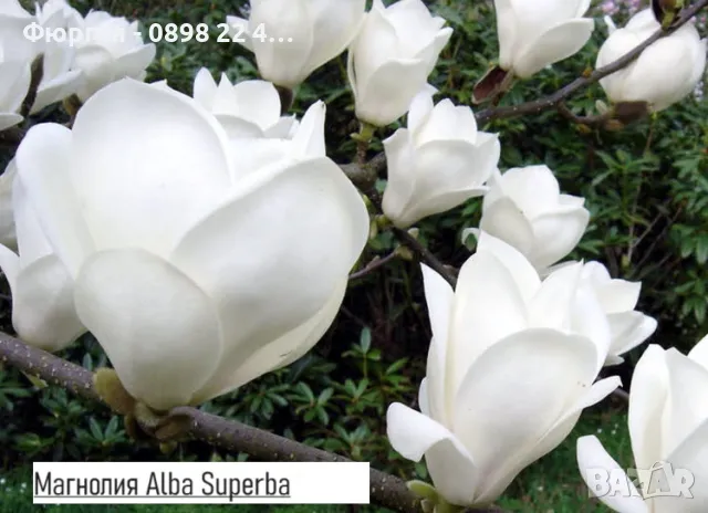 Магнолия - Magnolia НАЛИЧНИ 21 ВИДА Студоустoйчиви, снимка 13 - Градински цветя и растения - 33512293