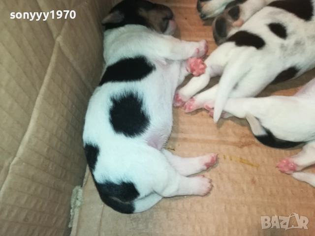 ДЖАК РЪСЕЛ 1808251737, снимка 6 - Джак ръсел териер - 51407475