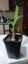 Стайна палма Юка , снимка 1 - Стайни растения - 40375259