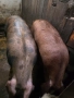 Продавам големи угоени прасета за коледа, снимка 3
