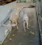 Коза и женско яре, снимка 2