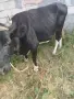 Продавам крава на трето теле, снимка 1