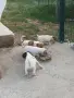 Джак ръсел териер, снимка 1