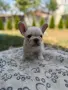 Френски булдог Lilac fawn , снимка 9